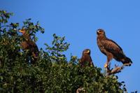 Kruger NP - Tawny Eagles 1